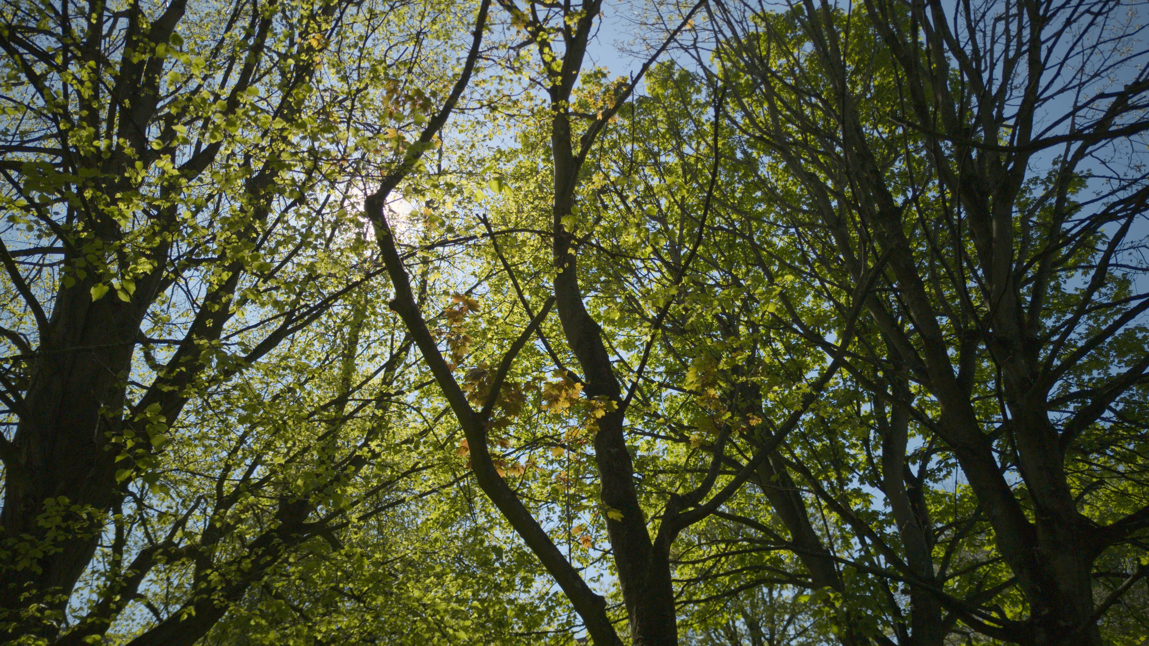 sunlit trees